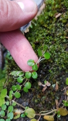 Epilobium nerteroides