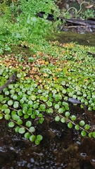 Epilobium nerteroides