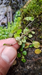 Epilobium nerteroides
