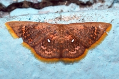 Chrysocraspeda sanguinea