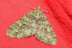 Myrioblephara duplexa