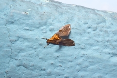 Agrotera