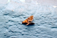 Agrotera