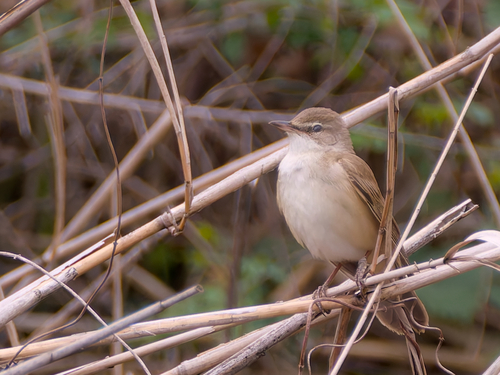 Carricero políglota (Acrocephalus palustris)