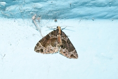 Ecliptopera postpallida