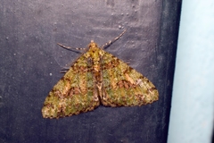 Myrioblephara duplexa