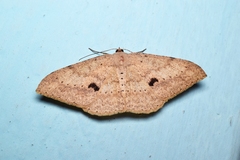 Luxiaria mitorrhaphes