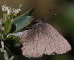 Callophrys augustinus