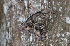 Catocala sponsa