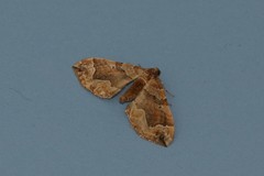 Pelurga comitata
