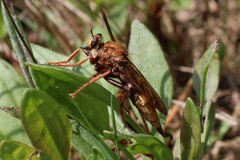 Asilus crabroniformis