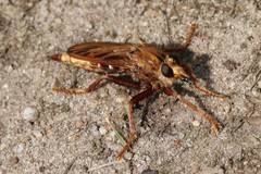Asilus crabroniformis