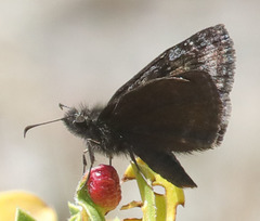 Erynnis pacuvius