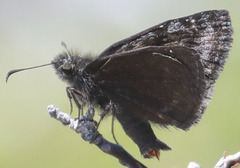 Erynnis pacuvius
