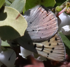 Tharsalea nivalis
