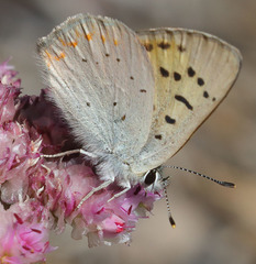 Tharsalea nivalis