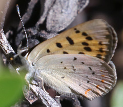 Tharsalea nivalis