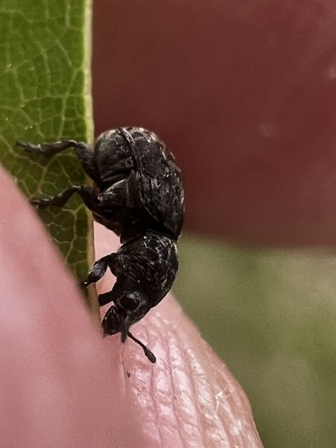 Fungus weevil (Anthribus nebulosus) photo 3