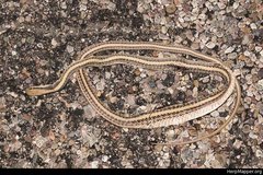 Salvadora hexalepis hexalepis