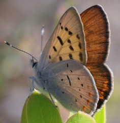 Tharsalea nivalis