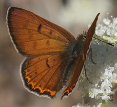Tharsalea nivalis