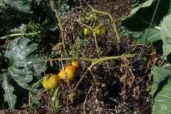 Fusarium oxysporum