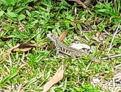 Leiolepis belliana