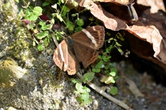 Abisara fylla