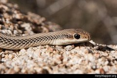 Salvadora hexalepis hexalepis