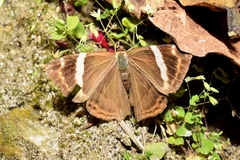 Abisara fylla