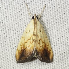 Evergestis consimilis