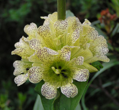 Gentiana burseri villarsii