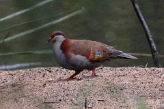 Phaps elegans