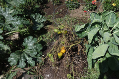 Fusarium oxysporum