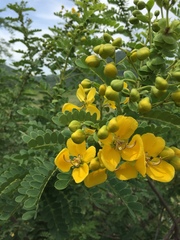 Senna auriculata