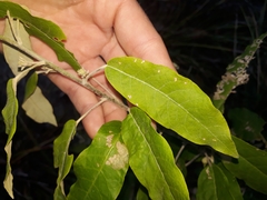 Astrotricha latifolia