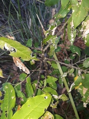 Astrotricha latifolia