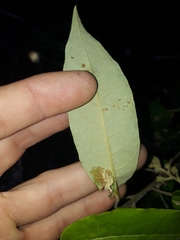 Astrotricha latifolia