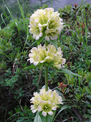 Gentiana burseri villarsii