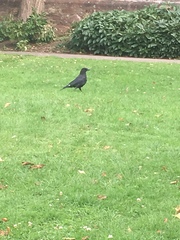 Corvus corone