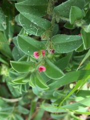 Indigofera cordifolia