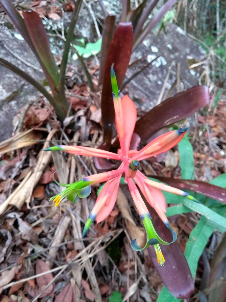 Billbergia elegans