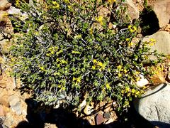 Lasiosiphon deserticola