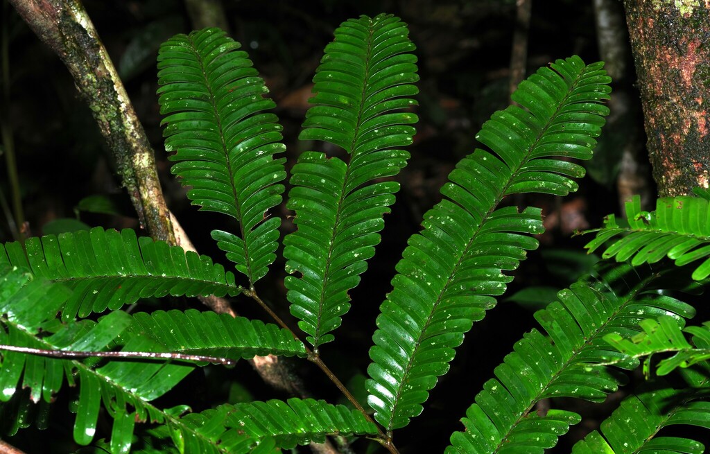 Parkia gigantocarpa