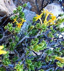 Lasiosiphon deserticola