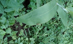 Prismatocerus prominulus