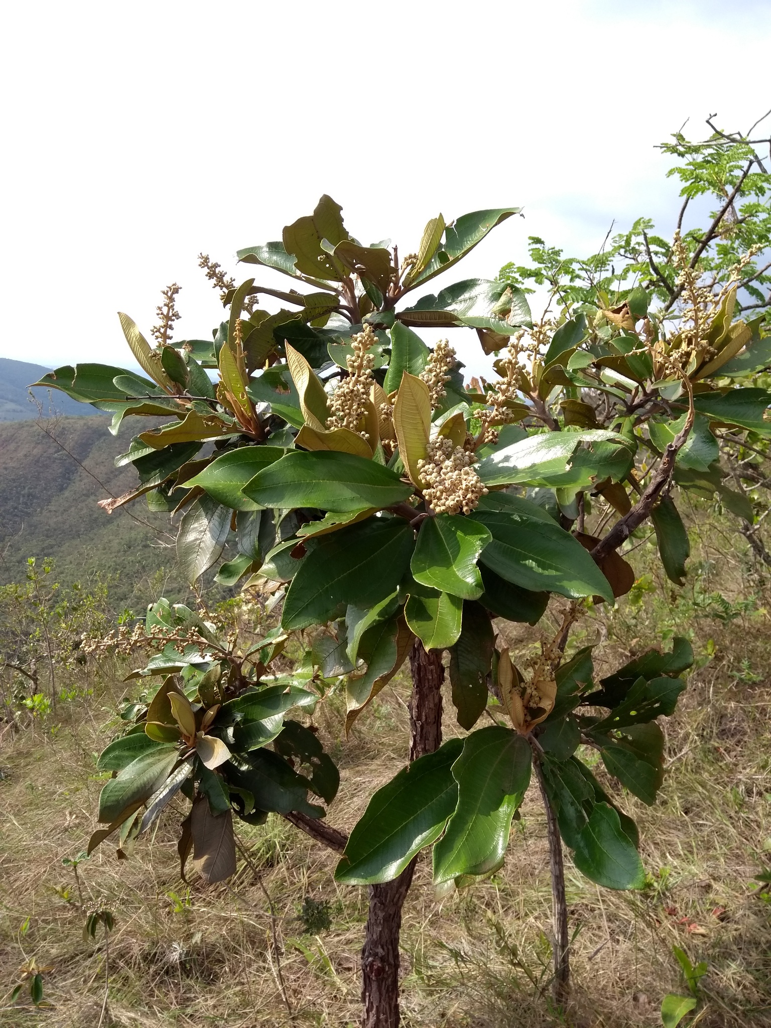 Miconia ferruginata