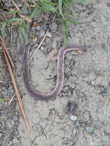 Lehmann's Ground Snake, Atractus lehmanni