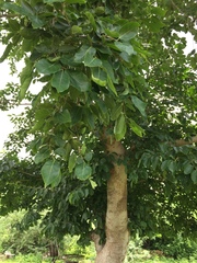 Holoptelea integrifolia