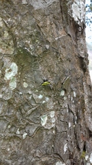 Gasteracantha diadesmia